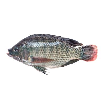 TILAPIA